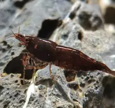 Chocolate Sakura Shrimp